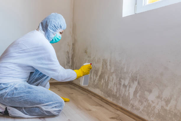 Licensed Basement Mold Remediation service in Boon, MI - WQB Mold Removal