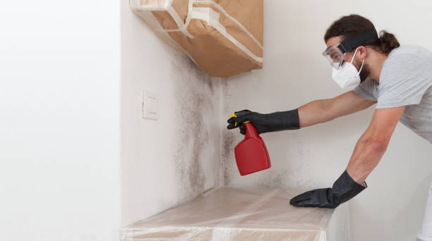 Professional Basement Mold Remediation technician working in Boon, MI