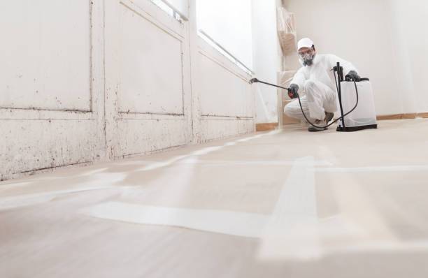 24/7 Emergency Basement Mold Remediation experts in Boon, MI