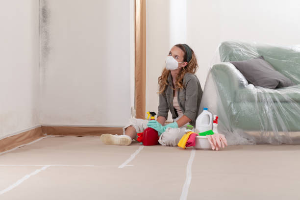 Reliable Basement Mold Remediation contractor in Boon, MI by WQB Mold Removal