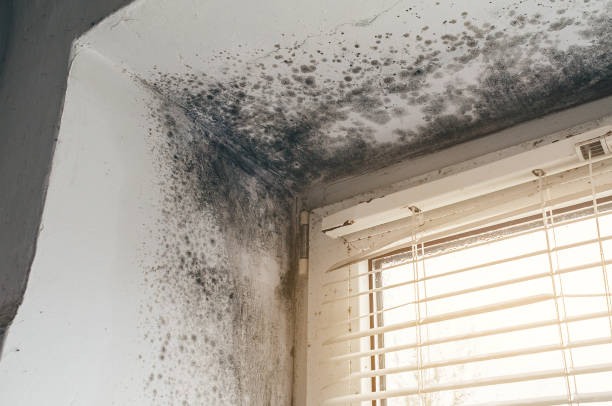 Affordable Basement Mold Remediation solutions in Boon, MI
